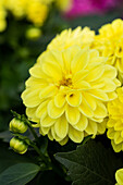 Dahlia cultivars Dalina® Midi ''Corsica''