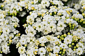Kalanchoe blossfeldiana 'White Rox' cultivars