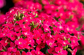 Kalanchoe blossfeldiana, pink