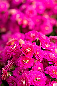 Kalanchoe blossfeldiana gefüllt, pink