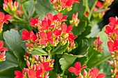 Kalanchoe blossfeldiana Lipstick