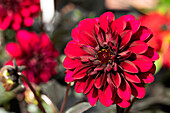 Dahlia cultivars Dark Dalaya Sel® ''Aruna''