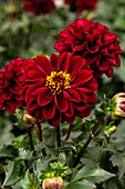 Dahlia cultivars Dalaya Sel® ''Davi''