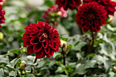 Dahlia cultivars Dalaya Sel® ''Davi''