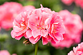 Pelargonium peltatum 'Royal® Pink'