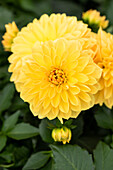 Dahlia cultivars Dalina® Maxi ''Romero''