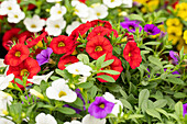 Calibrachoa Trixi® 'Early Tricolore'