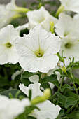 Petunia cultivars Alpetunia® Sel® ''White''