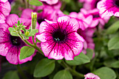 Petunia cultivars Alpetunia® Sel® ''Blueberry''