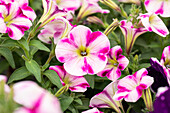 Petunia cultivars Famous Sel® ''Swirl® Raspberry''