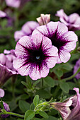 Petunia 'Famous Violet Dark Eye'