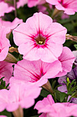 Petunia cultivars Famous Sel® ''Pink Vein''