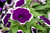 Petunia 'Famous Dark Violet Picotee'
