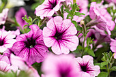 Petunia cultivars Bonnie Sel® ''Lavender Star '18''