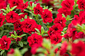 Calibrachoa MiniFamous® Uno Double 'Red'