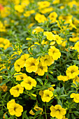 Calibrachoa MiniFamous® Uno 'Yellow' 'Yellow Eye