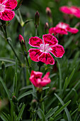 Dianthus cultivars Pillow Sel® ''DSS purple pink 80''