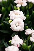Dianthus caryophyllus 'Oscar® White'.