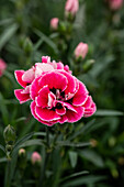 Dianthus caryophyllus Capitán® Sel® ''Cook''