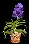 Vanda, purple