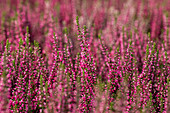 Calluna vulgaris 'Lena'