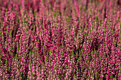 Calluna vulgaris 'Loki'