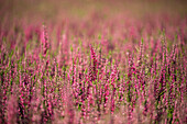 Calluna vulgaris 'Loki'