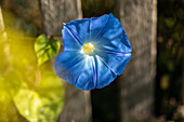 Ipomoea tricolor, blau