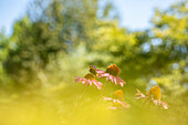 coneflower