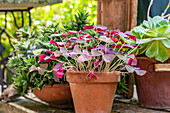 Oxalis triangularis subsp. papilionacea