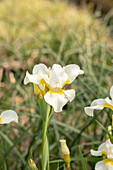 Iris sibirica 'Viel Schnee'