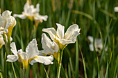 Iris sibirica White Horse