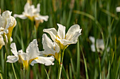 Iris sibirica 'White Horse'