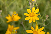 Eriophyllum lanatum