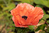 Papaver orientale 'Aglaya'