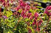 Dicentra formosa