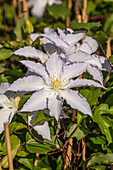 Clematis 'Destiny'