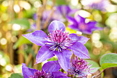 Clematis 'Multi Blue'