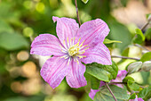 Clematis Comtesse de Bouchaud