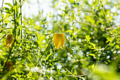 Clematis tangutica