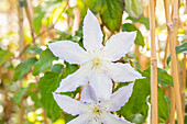 Clematis 'Henryi'