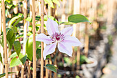 Clematis 'Nelly Moser'