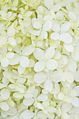 Hydrangea paniculata 'Limelight'(s)