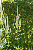 Veronica longifolia, white