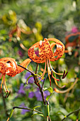 Lilium lancifolium var. splendens
