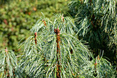 Pinus pumila 'Barmstedt'