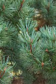Pinus pumila 'Glauca'.
