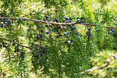 Juniperus communis 'Laxa'