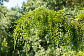 Juniperus virginiana 'Pendula'