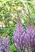 Astilbe chinensis var. pumila